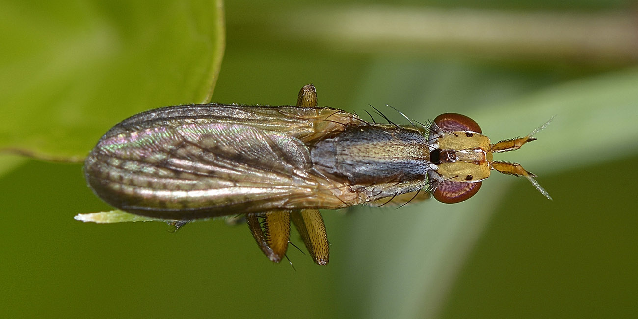 Sciomyzidae  ...ma quale?